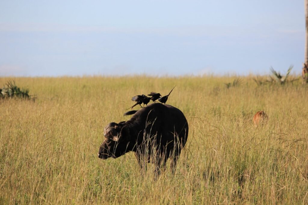 buffalo relaxed