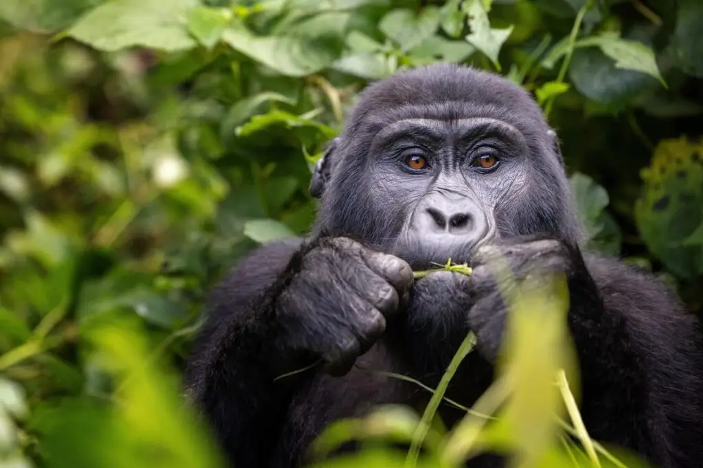 gorrilla chewing twigs in Bwindi