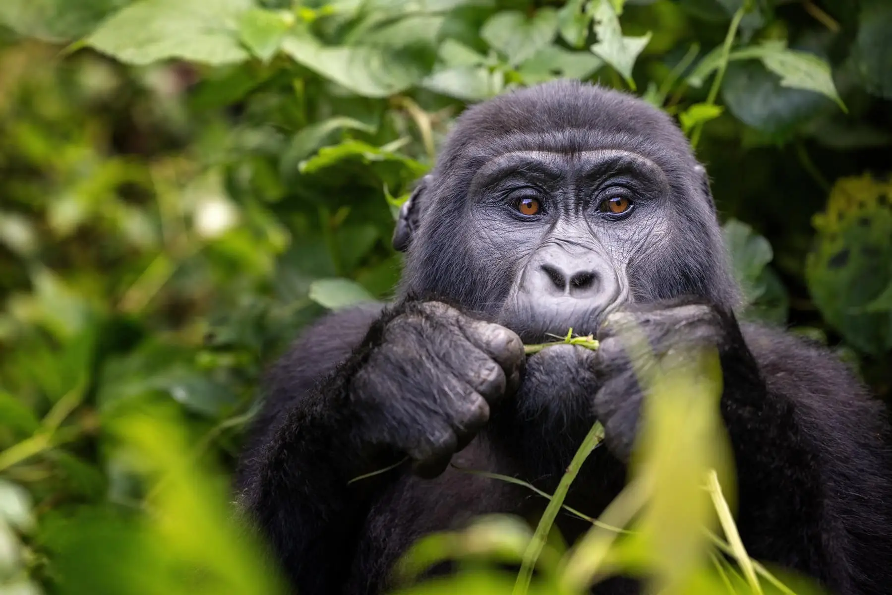 gorrilla chewing twigs in Bwindi
