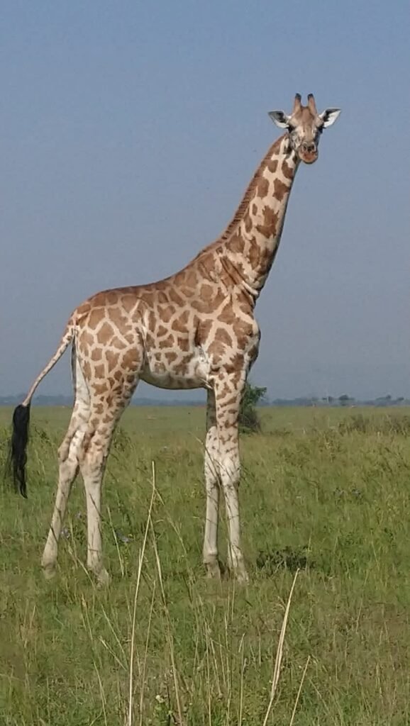 giraffe pic