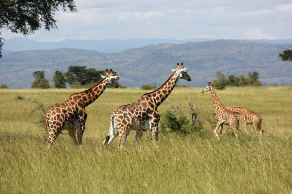 giraffes walking
