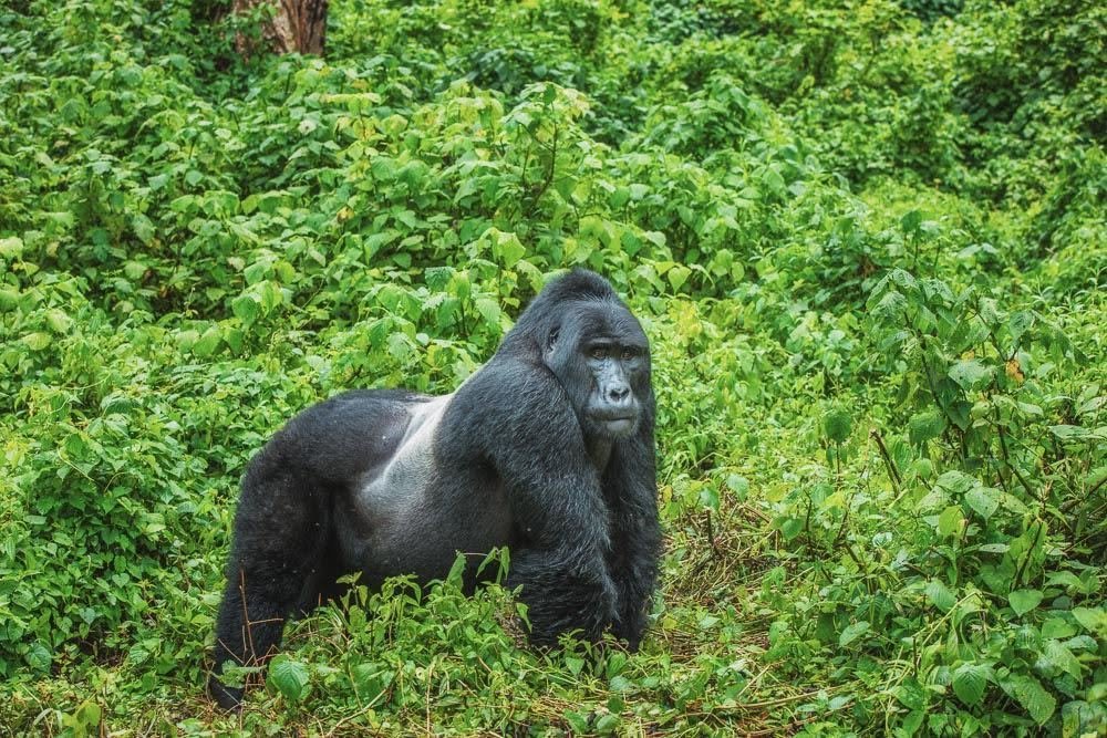 Pic of gorilla in Bwindi