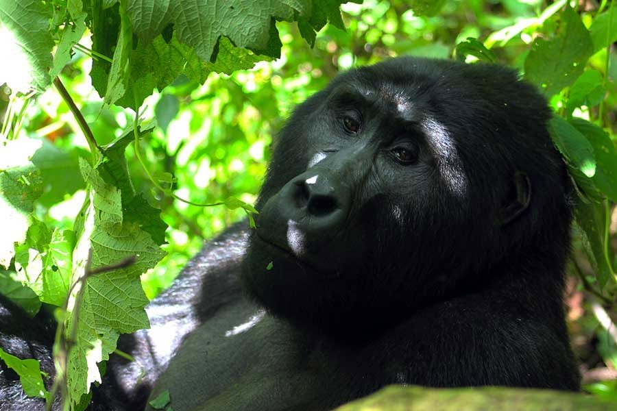 gorilla relaxing