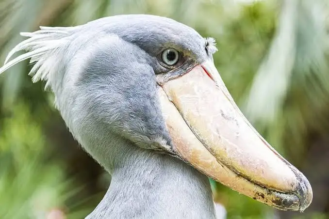 shoebill.webp