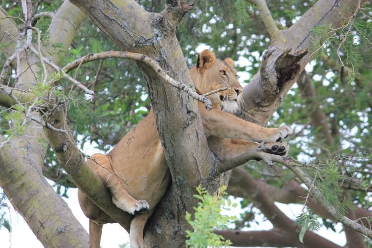 tree climbing lion qenp