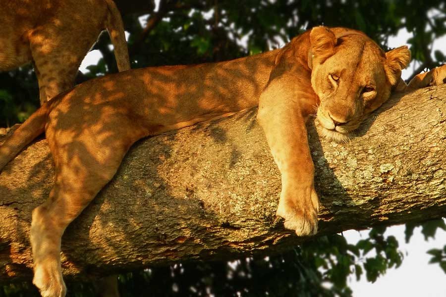 tree climbing lion relaxing